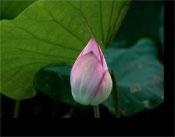 Opening Lotus Flower