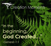 Creation Moments